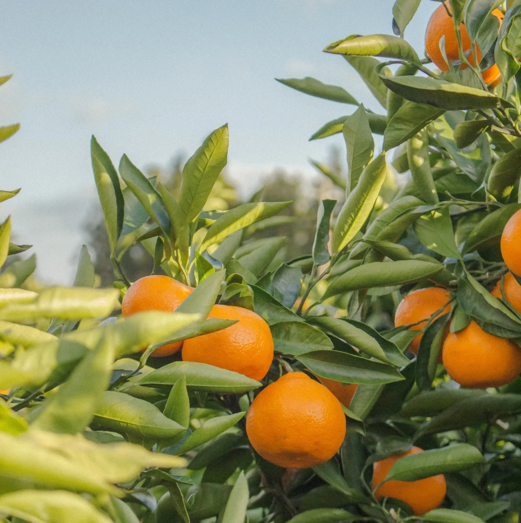Orange Tree - Velofruit