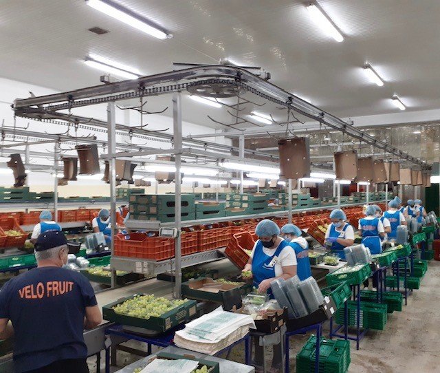 Velofruit Εξαγωγές αγροτικών προϊόντων